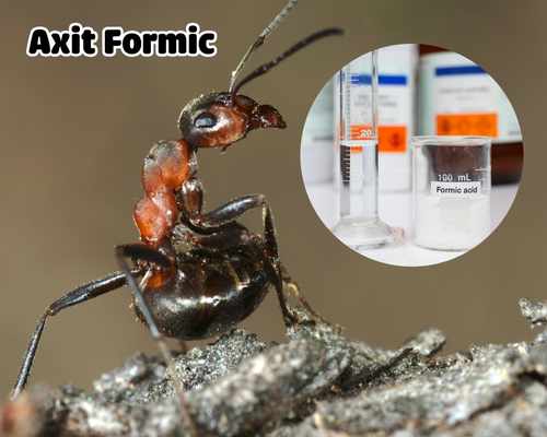 Formic Injection Acid Formic: Tính chất, ứng dụng và lợi ích trong ngành công nghiệp